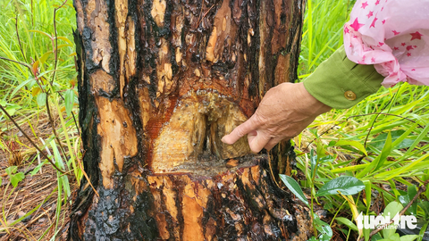 Thông rừng ở Lâm Đồng lại bị đầu độc - Ảnh 1. Nhiều cây thông rừng già tuổi bị khoan lỗ trên thân, sau đó bơm thuốc diệt cỏ vào bên trong - Ảnh: M.V.