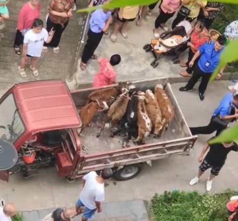 Đưa 7 con bò lên ban công chung cư 'vui thú' điền viên - Ảnh 2. Đàn bò đã được vận chuyển ra khỏi tòa nhà.