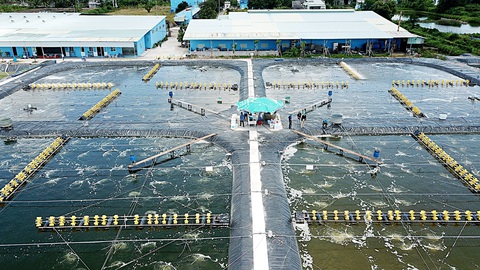 Nuôi tôm tuần hoàn không chỉ giúp tôm sạch bệnh mà còn tiết kiệm chi phí do ít dùng hóa chất, kháng sinh và ít thay nước - Ảnh: CHÍ QUỐC Nuôi tôm tuần hoàn không chỉ giúp tôm sạch bệnh mà còn tiết kiệm chi phí do ít dùng hóa chất, kháng sinh và ít thay nước - Ảnh: CHÍ QUỐC