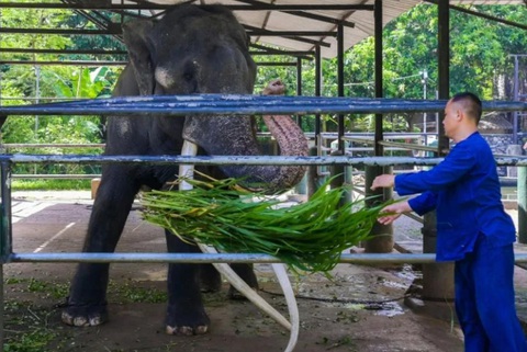 Thái Lan kiên quyết đòi lại voi tặng Sri Lanka 22 năm trước - Ảnh 1. Thái Lan kiên quyết đòi lại voi tặng Sri Lanka 22 năm trước - Ảnh 1.