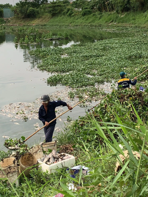 Vì sao cá chết hàng loạt sau mưa lớn ở kênh Phú Lộc? - Ảnh 2. Công nhân Công ty Thoát nước và Xử lý nước thải TP Đà Nẵng gom cá chết sau mưa trên kênh Phú Lộc - Ảnh: NH.TRUNG