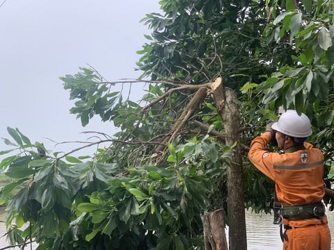 Điện lực miền Bắc sẵn sàng ứng phó bão - Ảnh 2. PC Ninh Bình khẩn trương chặt, tỉa các cành cây có nguy cơ đổ, gãy vào hành lang lưới điện - Ảnh: EVNNPC