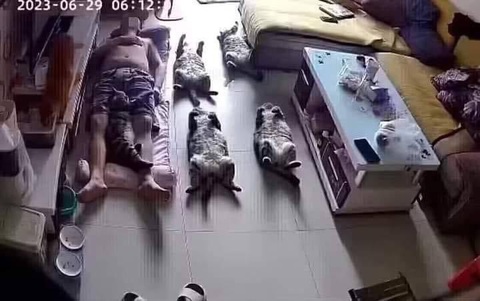Ảnh vui 21-7: Em bị con rắn nó cắn, chẳng biết có sao không? - Ảnh 3. Nhà tự dưng có 6 con mèo.