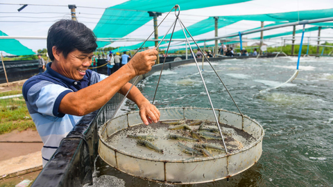 Giải bài toán nước sạch cho con tôm - Ảnh 1. Nuôi tôm siêu thâm canh đem lại năng suất cao vượt trội nhưng đi kèm đó là các vấn đề về môi trường cần kiểm soát và giải quyết triệt để từ khâu quy hoạch, thủy lợi đến thực thi tại các trại nuôi - Ảnh: Q.ĐỊNH