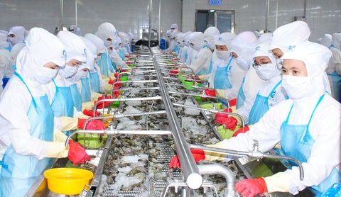 Bạc Liêu đang phát triển mạnh nuôi tôm siêu thâm canh, ứng dụng công nghệ cao - Ảnh: Chí Quốc Chế biến tôm ở Bạc Liêu - Ảnh: CHÍ QUỐC