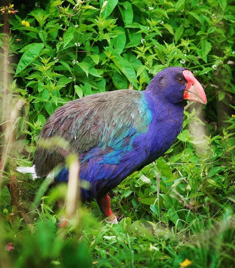 11 điều nhất định phải làm tại Hamilton, thành phố cảng đẹp nhất New Zealand - Ảnh 11. Takahē, loài chim quý hiếm chỉ có tại New Zealand - Ảnh: waikatonewzealand
