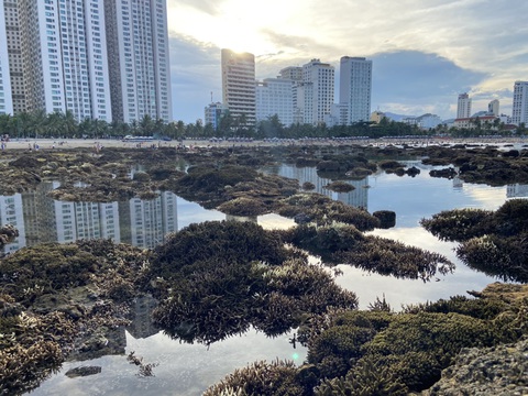 Hòn Chồng, nơi còn giữ được rạn san hô khỏe mạnh ở Nha Trang đang suy thoái và cần phải được bảo vệ khẩn cấp. Hòn Chồng, nơi còn giữ được rạn san hô khỏe mạnh ở Nha Trang đang suy thoái và cần phải được bảo vệ khẩn cấp