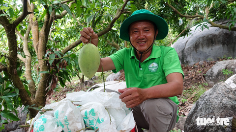 Vất vả nghề ‘cõng’ xoài cát Hoà Lộc xứ hòn Kiên Giang - Ảnh 5. Trái xoài cát Hòa Lộc được trồng dọc theo các triền núi ở xã Thổ Sơn rất nặng ký (một trái đạt trọng lượng hơn nửa ký), ngọt thanh, thơm ngon - Ảnh: CHÍ CÔNG