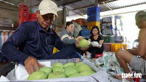 Vất vả nghề ‘cõng’ xoài cát Hoà Lộc xứ hòn Kiên Giang - Ảnh 7. Gánh về nhà nhưng trái xoài vẫn đẹp và sẽ được đóng thùng đưa ra thị trường ở TP.HCM để tiêu thụ - Ảnh: CHÍ CÔNG