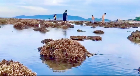 Sau phản ánh của Tuổi Trẻ, san hô Hòn Chồng sẽ được cắm phao phân vùng - Ảnh 3. Mỗi khi triều rút, san hô lộ ra, nhiều người dân, du khách đến đây leo, giẫm lên các rạn san hô để bắt cua, ốc - Ảnh: HÙNG VIỆT