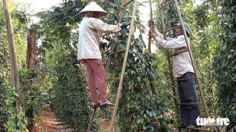 Nhiều doanh nghiệp Việt Nam có nguy cơ mất trắng lô hàng hồ tiêu, điều, hoa hồi khi xuất vào UAE - Ảnh 1. Thu hoạch hồ tiêu - Ảnhh: N.TRÍ