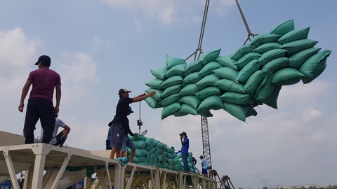 Giá tăng từng ngày, miền Tây hồ hởi trồng lúa - Ảnh 2. Công nhân cảng Mỹ Thới,TP Long Xuyên, An Giang đóng thùng container gạo xuất khẩu - Ảnh: BỬU ĐẤU