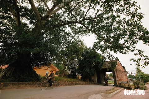 5 ngày trước đêm diễn BlackPink, khách sạn, homestay 'cháy' phòng - Ảnh 4. Các tour du lịch quanh Hà Nội đến làng cổ Đường Lâm, rừng thông Ba Vì, Tam Đảo... được khách du lịch quan tâm - Ảnh: MAI THƯƠNG