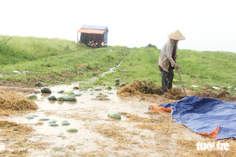 Thiệt hại tiền tỉ vì thử vận may với dưa hấu trái vụ - Ảnh 1. 52ha dưa hấu của 71 hộ dân ở Gia Lai bị thối rữa do trồng trái vụ - Ảnh: ANH THƯ