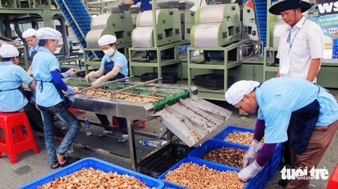 Thông tin mới nhất vụ doanh ghiệp Việt nguy cơ mất trắng lô hàng nửa triệu USD xuất Dubai (UAE) - Ảnh 3. Công nhân làm việc tại một cơ sở chế biến hạt điều ở Việt Nam - Ảnh: T.MẠNH