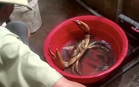 Một nông dân bắt được con cua biển 'khủng' nặng 1,7kg - Ảnh 1. Con cua biển "khủng" cân nặng khoảng 1,7kg - Ảnh: Khắc Tâm cắt từ clip