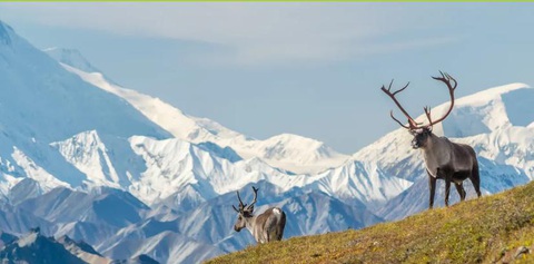 Tại sao hơn 20.000 người đã biến mất trong 'Tam giác Alaska' - Ảnh 2. Vùng đất của tuần lộc - Ảnh: OSN