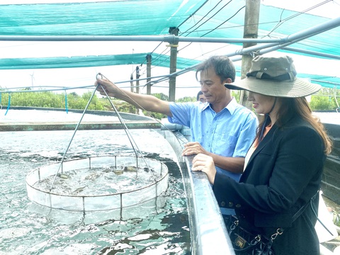 Tin tức sáng 28-7: TP.HCM chống tiêu cực cấp chứng chỉ cho lái tàu; Nhiều doanh nghiệp mở cửa lại - Ảnh 2. Người nuôi tôm ở miền Tây kỳ vọng giá tôm tăng, để bù chi phí đầu vào quá cao - Ảnh: KHẮC TÂM