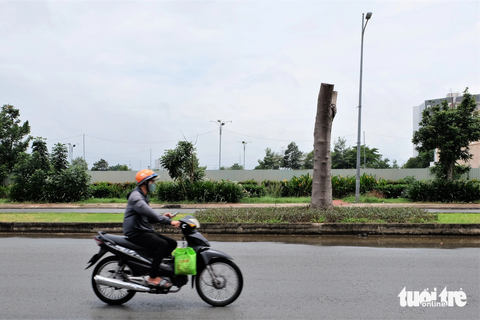 Cắt tỉa cây xanh cho an toàn sao trụi lũi trơ thân trụi lá? - Ảnh 1. Việc cắt tỉa cây xanh chỉ trơ thân như thế này là sai kỹ thuật - Ảnh: PHƯƠNG NHI