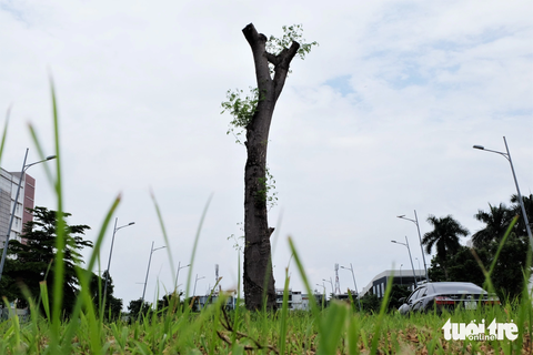 Cắt tỉa cây xanh cho an toàn sao trụi lũi trơ thân trụi lá? - Ảnh 3. Một cây phượng trơ thân và chỉ có vài lộc non mới mọc lại - Ảnh: PHƯƠNG NHI