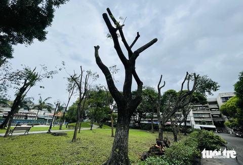 Cắt tỉa cây xanh cho an toàn sao trụi lũi trơ thân trụi lá? - Ảnh 5. Nhiều cây xanh trong công viên Thanh Đa, quận Bình Thạnh trụi lủi sau khi cắt tỉa - Ảnh: LÊ PHAN