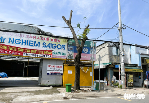 Cắt tỉa cây xanh cho an toàn sao trụi lũi trơ thân trụi lá? - Ảnh 7. Trên các cây xanh bị cắt trơ trọi này, phần chồi mới mọc lên thường phát triển không tốt, phần thân bị cắt cũng dễ bị sâu mọt tấn công - Ảnh: LÊ PHAN