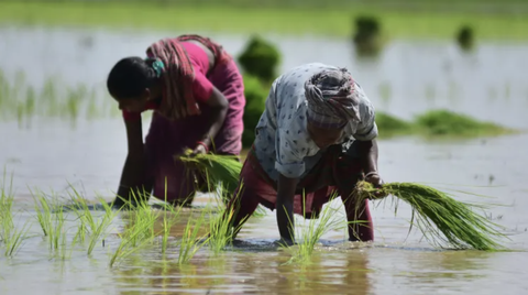 Nông dân cấy lúa ở bang Assam, đông bắc Ấn Độ, ngày 5-7-2023 - Ảnh: XINHUA Nông dân cấy lúa ở bang Assam, đông bắc Ấn Độ, ngày 5-7-2023 - Ảnh: XINHUA
