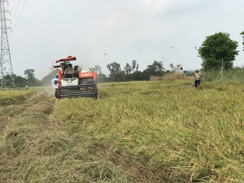 Giá lúa hè thu cuối vụ tăng kỷ lục 1.500 đồng/kg so với năm 2022 - Ảnh 1. Nông dân huyện Thanh Bình, Đồng Tháp đang ráo riết thu hoạch lúa hè thu cuối vụ - Ảnh: ĐẶNG TUYẾT