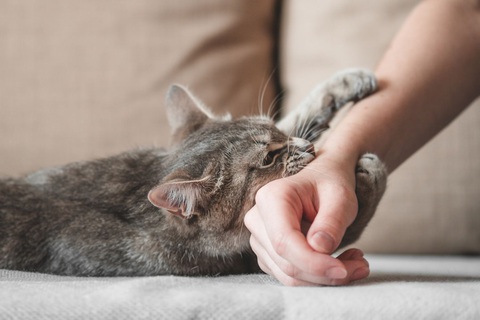 Cả nhà nín thở khi em gái bị mèo cào tiêm 2 mũi trong 2 ngày - Ảnh 1. Tôi đã phải đưa ra những quyết định nhanh chóng trong một buổi chiều khi em gái bị mèo cào - Ảnh minh họa: VERYWELL HEALTH