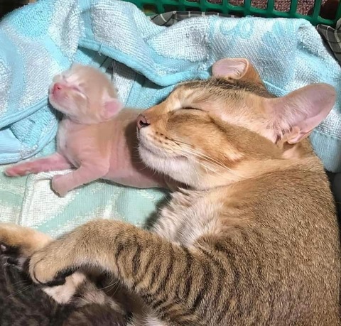 Ảnh vui 30-7: Mỗi một góc nhìn lại có một câu chuyện - Ảnh 2. Tự dưng đẻ ra được cái gối êm ghê.