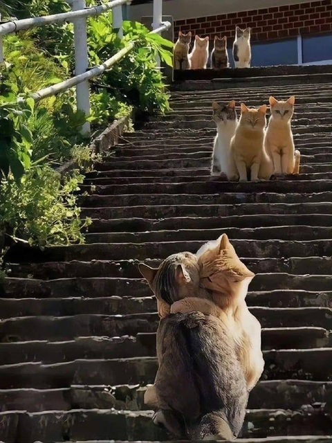 Ảnh vui 30-7: Mỗi một góc nhìn lại có một câu chuyện - Ảnh 1. Góc nhìn này chỉ toàn... "cơm mèo"!