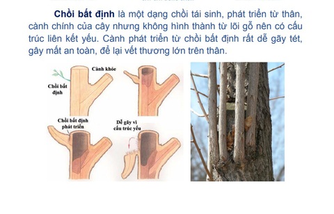 Vụ cắt tỉa cây xanh trơ thân trụi lá, đơn vị thực hiện nói gì? - Ảnh 4. Phân tích của Sở Xây dựng TP.HCM cho thấy các chồi bất định mọc lên sau khi cây bị cắt trụi sẽ không bền, dễ gãy tét