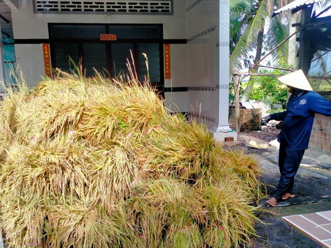 Kiên Giang: 194 nhà sập, tốc mái và nhiều ha lúa của dân bị thiệt hại do mưa dông - Ảnh 2. Mưa nhiều, nước tràn đồng gây ngập úng nên người dân ở huyện Gò Quao đã thu hoạch lúa bằng hình thức cắt tay để bảo vệ năng suất - Ảnh: T.MINH
