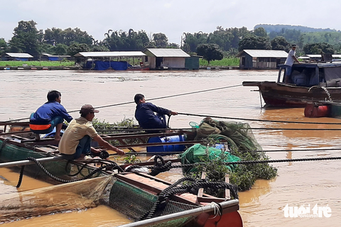 Hơn 2.000 tấn cá lồng bè bị thiệt hại do ngập lụt - Ảnh 1. Người dân di dời bè nuôi cá đến nơi an toàn để tránh bị ngập lụt ảnh hưởng - Ảnh: MINH THƯ