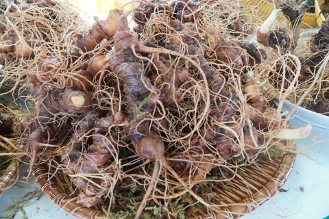 Địa phương, doanh nghiệp nói gì về lập Hiệp hội sản xuất sâm Việt Nam? - Ảnh 3. Củ sâm Ngọc Linh - Ảnh: LÊ TRUNG