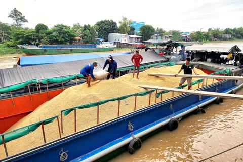 Nông dân huyện Châu Phú (An Giang) đưa lúa ra cặp sông Hậu để bán cho thương lái - Ảnh: BỬU ĐẤU Nông dân huyện Châu Phú (An Giang) đưa lúa ra cặp sông Hậu để bán cho thương lái - Ảnh: BỬU ĐẤU