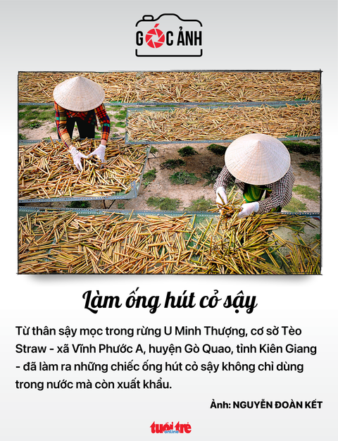 Làm ống hút cỏ sậy - Ảnh: NGUYỄN ĐOÀN KẾT Làm ống hút cỏ sậy - Ảnh: NGUYỄN ĐOÀN KẾT