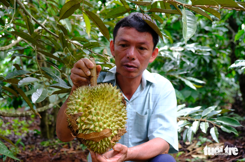 Bí thư xã thiệt hại cả trăm triệu đồng vì bị chặt trộm sầu riêng - Ảnh 1. Ông Đỗ Văn Dũng - bí thư Đảng ủy xã Ia Phìn (Chư Prông, Gia Lai) - bị kẻ gian chặt phá hàng chục gốc sầu riêng - Ảnh: ĐÌNH CƯƠNG