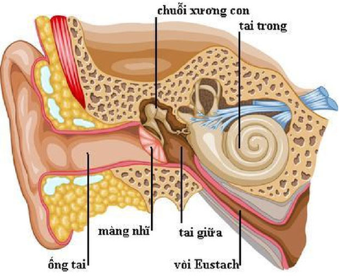 Tại sao không nên ngoáy tai thường xuyên? - Ảnh 1. Tai có cơ chế tự làm sạch tự nhiên, việc tự động ngoáy tai thường xuyên có thể gây nhiều biến chứng - Ảnh: Bác sĩ cung cấp