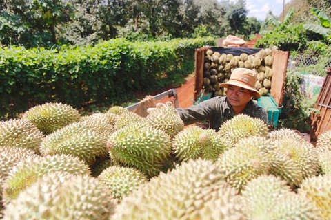 Sầu riêng đã đóng góp rất lớn vào kim ngạch xuất khẩu rau quả trong nửa đầu năm nay, được dự báo đạt kim ngạch 1 tỉ USD trong năm 2023 - Ảnh: TRUNG TÂN Sầu riêng đã đóng góp rất lớn vào kim ngạch xuất khẩu rau quả trong nửa đầu năm nay, được dự báo đạt kim ngạch 1 tỉ USD trong năm 2023 - Ảnh: TRUNG TÂN