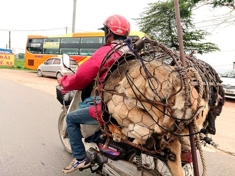 Một người dân thu mua chó ở khu vực ngoại thành Hà Nội đưa đến một lò mổ thịt - Ảnh: NAM TRẦN