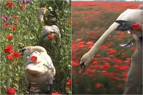 Đám thiên nga ngày càng bê tha khi bị nghiện... hoa anh túc - Ảnh 1. Bất chấp việc phá hoại mùa màng, đám "con nghiện" thiên nga này mặc sức tung hoành trên những cánh đồng hoa anh túc.