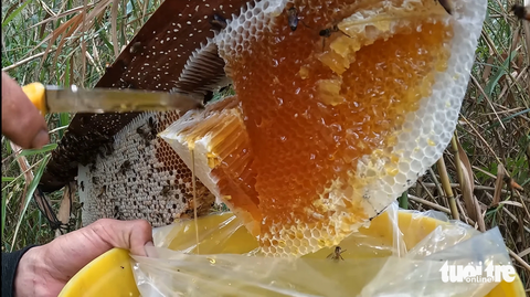 Về rừng U Minh Hạ có gì để ‘ăn chơi’? - Ảnh 6. Mật ong rừng U Minh Hạ nổi tiếng khắp nơi bởi độ thơm ngon, giá trị dinh dưỡng cao - Ảnh: THANH HUYỀN