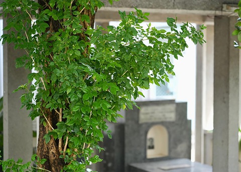 Một buổi sáng ghé thăm An Tất Viên - nơi an nghỉ của cụ Hồ Biểu Chánh - Ảnh 3. Xung quanh mộ cố nhà văn là cây nguyệt quế trăm tuổi - do hồi còn sống cụ thích loài hoa này. Mỗi lần hoa nở rụng trắng ngợp sân.