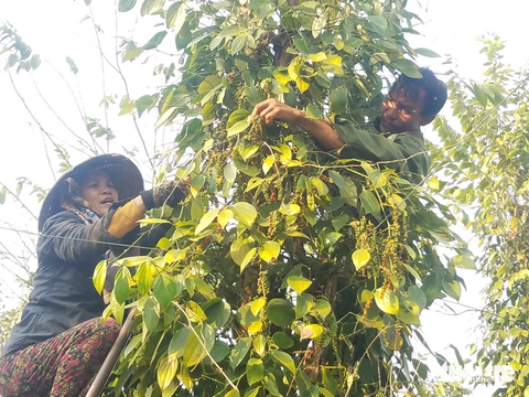 Thu hoạch hồ tiêu - Ảnh: N.TRÍ Thu hoạch hồ tiêu - Ảnh: N.TRÍ