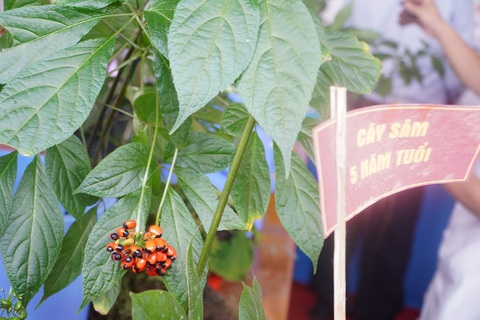 Những cây sâm Ngọc Linh đẹp nhất núi Ngọc Linh cùng đọ sắc tại hội thi sâm - Ảnh 7. Cây sâm với chùm quả đỏ - Ảnh: LÊ TRUNG