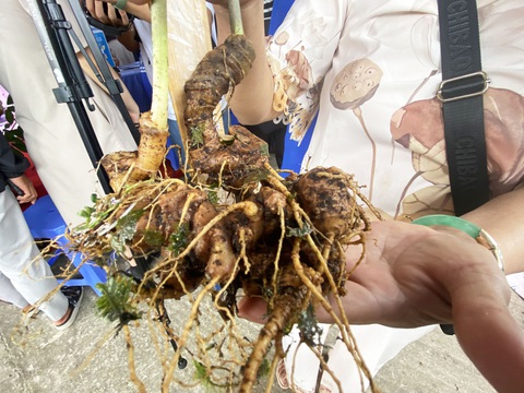 Những cây sâm Ngọc Linh đẹp nhất núi Ngọc Linh cùng đọ sắc tại hội thi sâm - Ảnh 3. Chùm củ sâm đẹp mắt - Ảnh: LÊ TRUNG