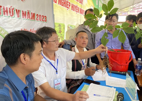 2kg sâm 'nghi' sâm Ngọc Linh giả sắp tuồn vào phiên chợ sâm thì bị phát hiện - Ảnh 4. Hội thi sâm Ngọc Linh - Ảnh: LÊ TRUNG