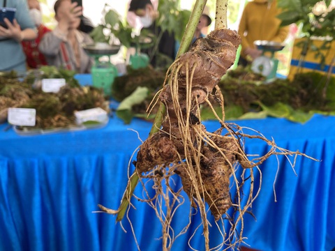 Những cây sâm Ngọc Linh đẹp nhất núi Ngọc Linh cùng đọ sắc tại hội thi sâm - Ảnh 9. Củ sâm đẹp - Ảnh: LÊ TRUNG
