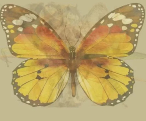 Com bướm